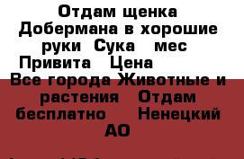 Отдам щенка Добермана в хорошие руки. Сука 5 мес. Привита › Цена ­ 5 000 - Все города Животные и растения » Отдам бесплатно   . Ненецкий АО